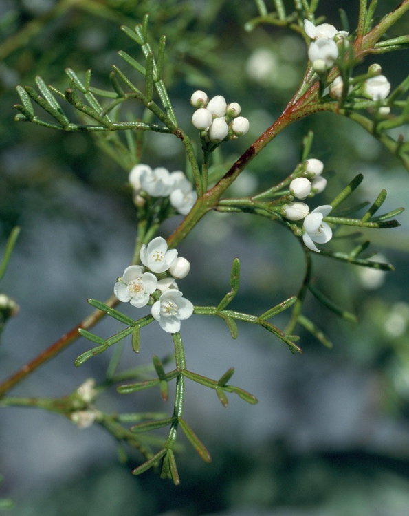 Cyanothamnus bipinnatus: Flowers and foliage of Boronia bipinnata in Ka Ka Mundi National Park, 5 km S of Bunbuncundoo Spring turnoff along main track