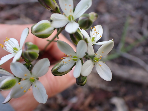 Cyanothamnus bussellianus (Cyanothamnus bussellianus)