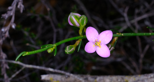 Cyanothamnus bussellianus (Cyanothamnus bussellianus)
