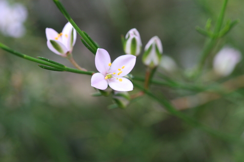 Cyanothamnus bussellianus (Cyanothamnus bussellianus)