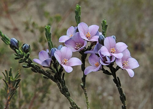 Cyanothamnus coerulescens: Foliage and flowers of Boronia coerulescens subsp. coerulescens in the Little Desert National Park