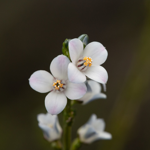 Cyanothamnus coerulescens (Cyanothamnus coerulescens)