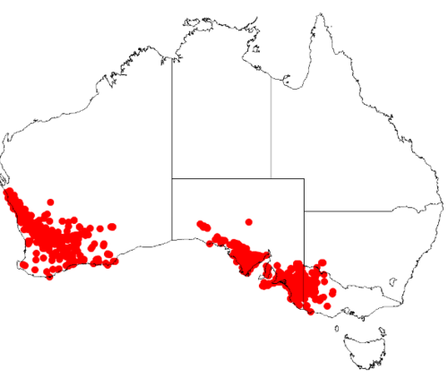 Cyanothamnus coerulescens: Boronia coerulescens Occurrence data from Australasian Virtual Herbarium downloaded 8 April 2019 using DOI https://doi.org/10.26197/5caadda633168