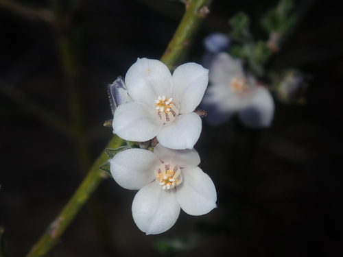 Cyanothamnus coerulescens (Cyanothamnus coerulescens)