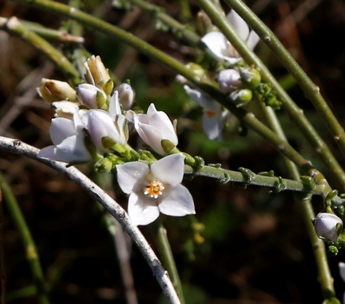 Cyanothamnus coerulescens (Cyanothamnus coerulescens)