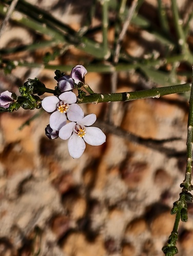Cyanothamnus coerulescens (Cyanothamnus coerulescens)