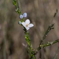 Cyanothamnus coerulescens (Cyanothamnus coerulescens)
