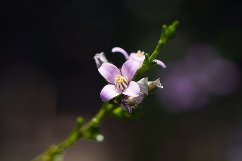 Cyanothamnus coerulescens (Cyanothamnus coerulescens)