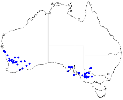 Cyanothamnus coerulescens: Boronia caerulescens downloaded from Australasian Virtual Herbarium 10 April 2019 using doi: https://doi.org/10.26197/5cacda08e37d9 This download included all t