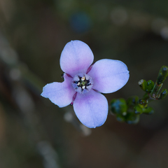 Cyanothamnus coerulescens (Cyanothamnus coerulescens)