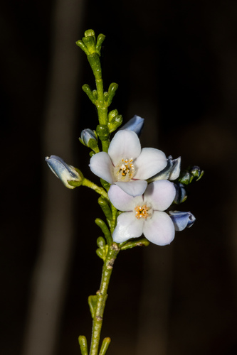 Cyanothamnus coerulescens (Cyanothamnus coerulescens)