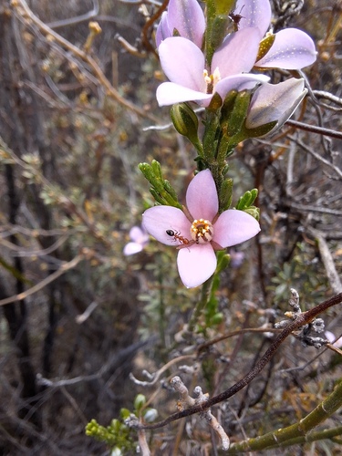 Cyanothamnus coerulescens (Cyanothamnus coerulescens)