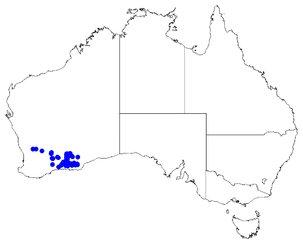 Cyanothamnus fabianoides: Boronia fabianoides occurrence data downloaded from Australasian Virtual Herbarium 10 April 2019 using doi: https://doi.org/10.26197/5cacda08e37d9 This download