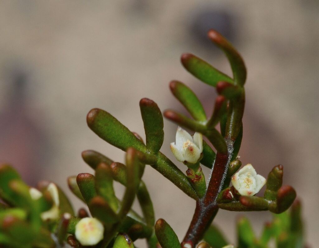 Cyanothamnus inconspicuus (Cyanothamnus inconspicuus)