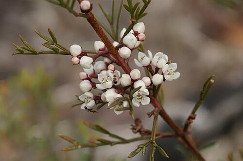 Cyanothamnus occidentalis: Foliage and flowers of Boronia occidentalis near the Sculpture Track, Baradine, New South Wales