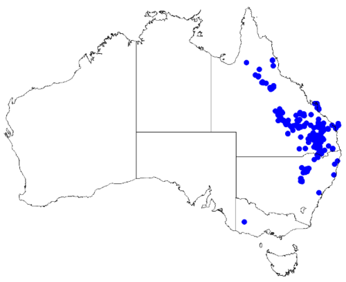 Cyanothamnus occidentalis: Boronia occidentalis downloaded from Australasian Virtual Herbarium 10 April 2019 using doi: https://doi.org/10.26197/5cacda08e37d9 This download included all t