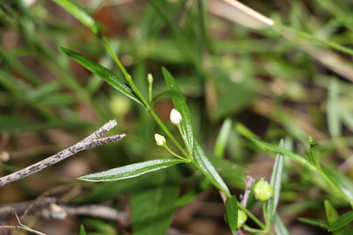 Cyanothamnus polygalifolius (Cyanothamnus polygalifolius)