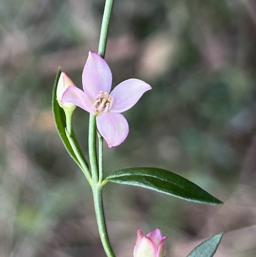 Cyanothamnus polygalifolius (Cyanothamnus polygalifolius)