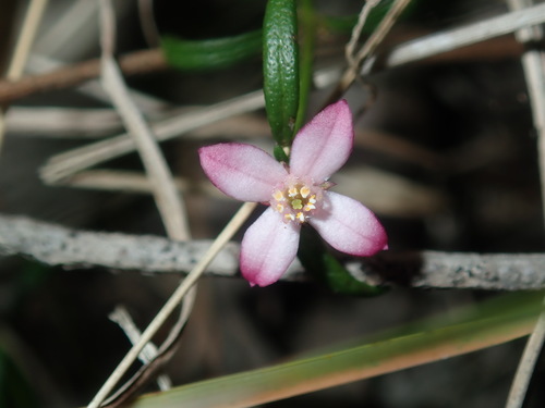 Cyanothamnus polygalifolius (Cyanothamnus polygalifolius)