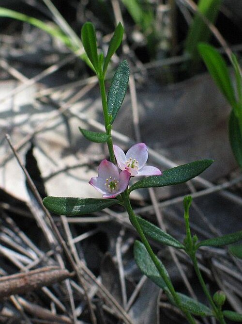 Cyanothamnus polygalifolius: Foliage and flowers of Boronia polygalifolia