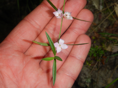 Cyanothamnus polygalifolius (Cyanothamnus polygalifolius)