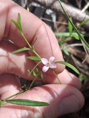 Cyanothamnus polygalifolius (Cyanothamnus polygalifolius)