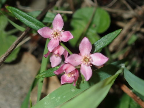 Cyanothamnus polygalifolius (Cyanothamnus polygalifolius)