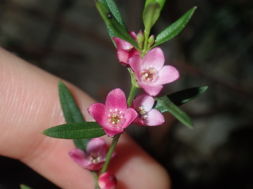 Cyanothamnus polygalifolius (Cyanothamnus polygalifolius)