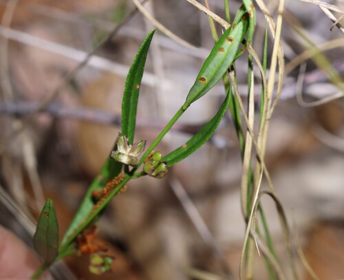 Cyanothamnus polygalifolius (Cyanothamnus polygalifolius)