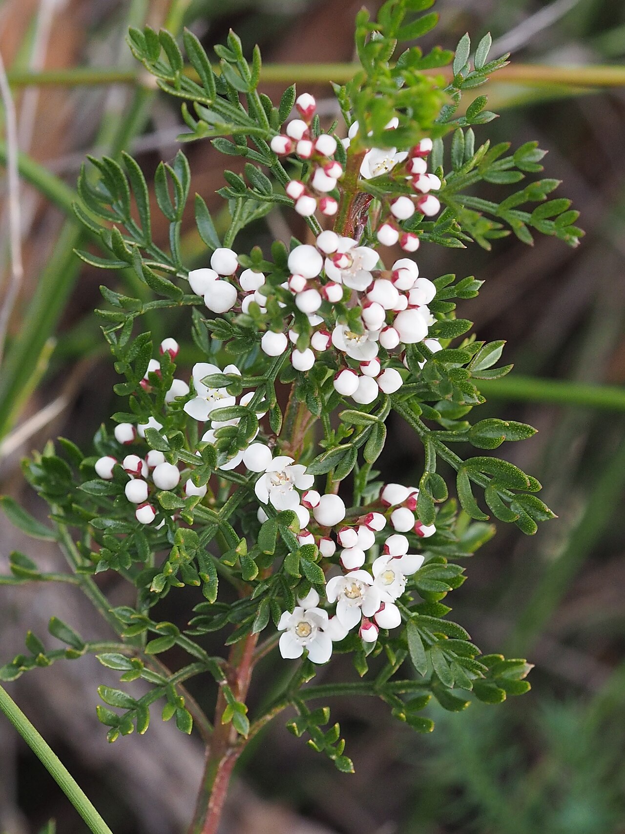 Cyanothamnus quadrangulus: Leaves and flowers of Boronia anethifolia on Dandahra Crags