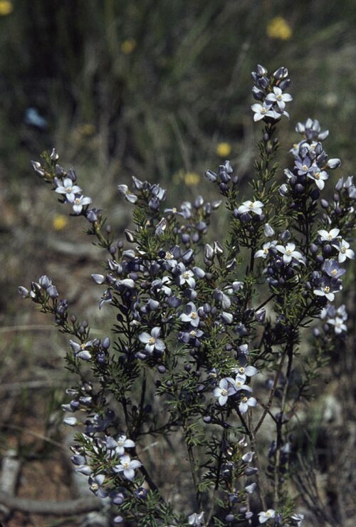 Cyanothamnus ramosus: Boronia ramosa grwoing near Bindoon, Western Australia