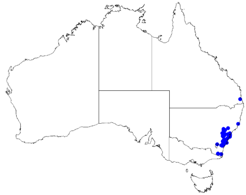 Cyanothamnus rigens: Boronia rigens downloaded from Australasian Virtual Herbarium 10 April 2019 using doi: https://doi.org/10.26197/5cacda08e37d9 This download included all the env
