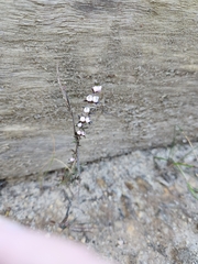 Cyanothamnus rigens (Cyanothamnus rigens)
