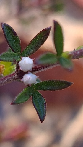 Cyanothamnus rigens (Cyanothamnus rigens)
