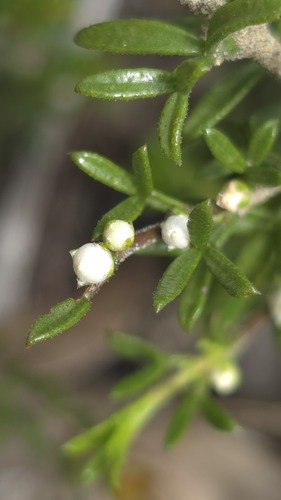 Cyanothamnus rigens (Cyanothamnus rigens)