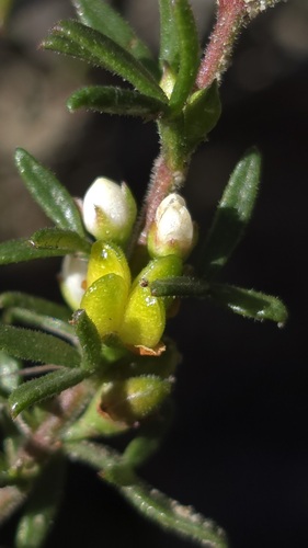 Cyanothamnus rigens (Cyanothamnus rigens)