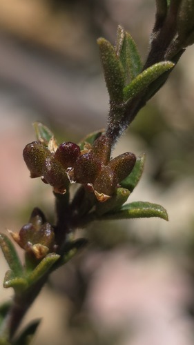 Cyanothamnus rigens (Cyanothamnus rigens)