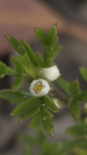 Cyanothamnus rigens (Cyanothamnus rigens)