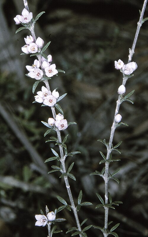 Cyanothamnus rigens: Boronia rigens in Morton National Park