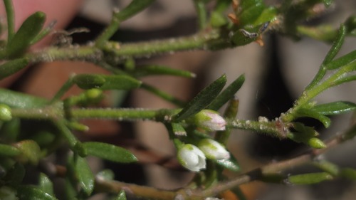 Cyanothamnus rigens (Cyanothamnus rigens)