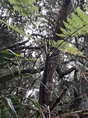 Cyathea alata (Cyathea alata)