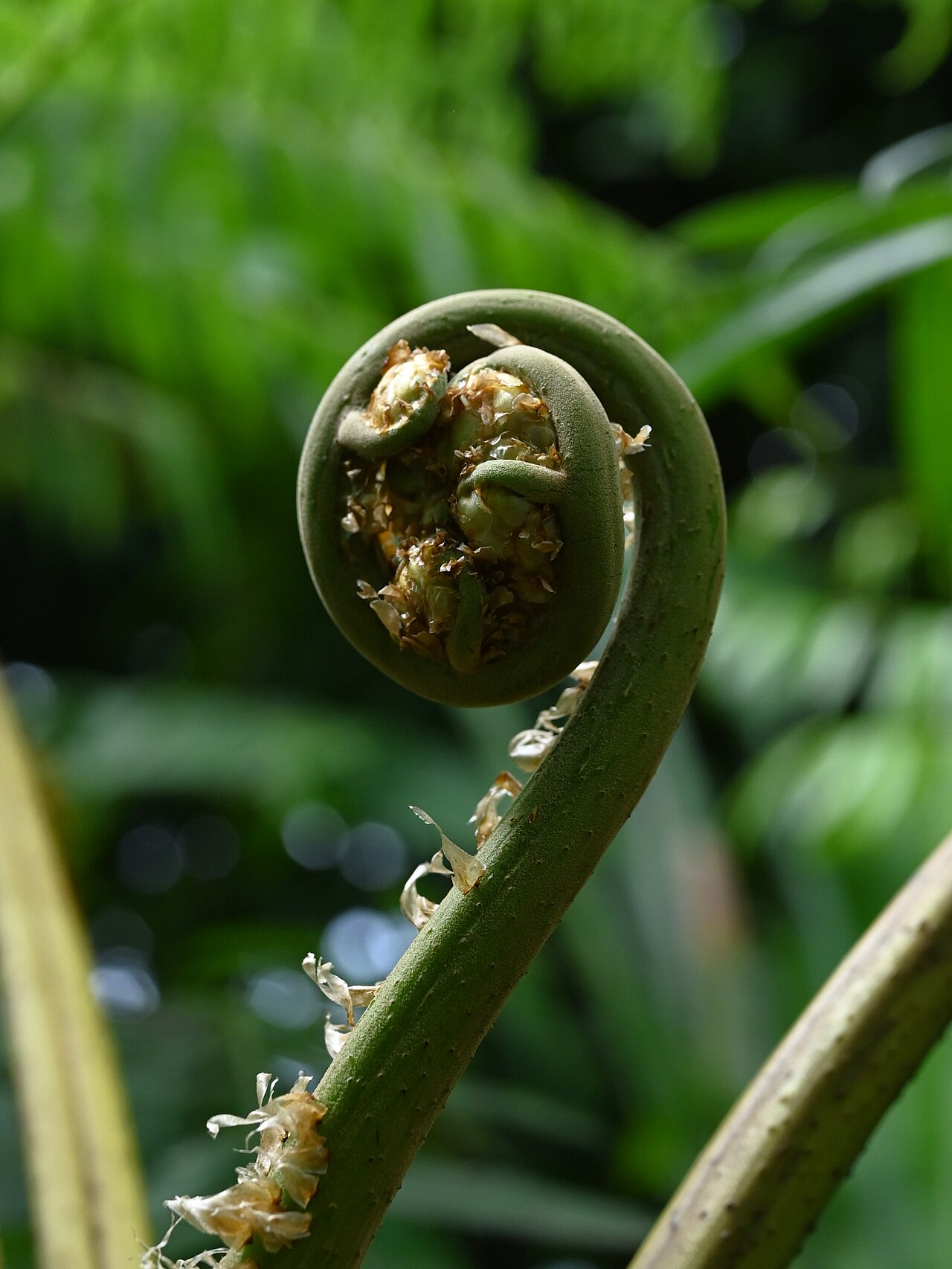West Indian treefern: Cyathea arborea in Jardin botanique de Deshaies, Guadeloupe