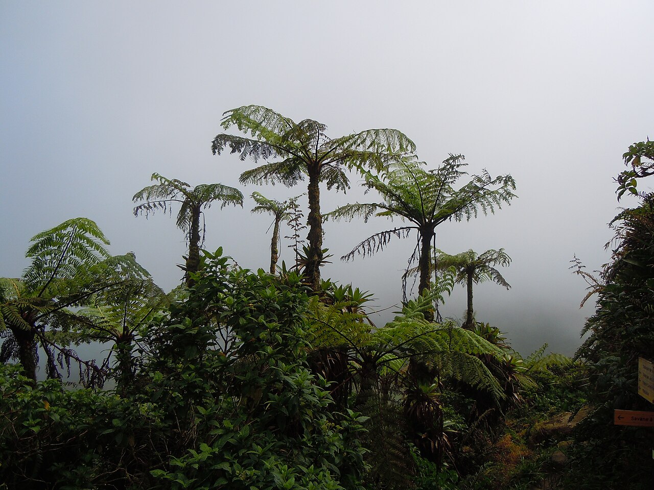 West Indian treefern: Cyathea arborea -La Soufrière-Guadeloupe