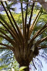 West Indian treefern (Cyathea arborea)