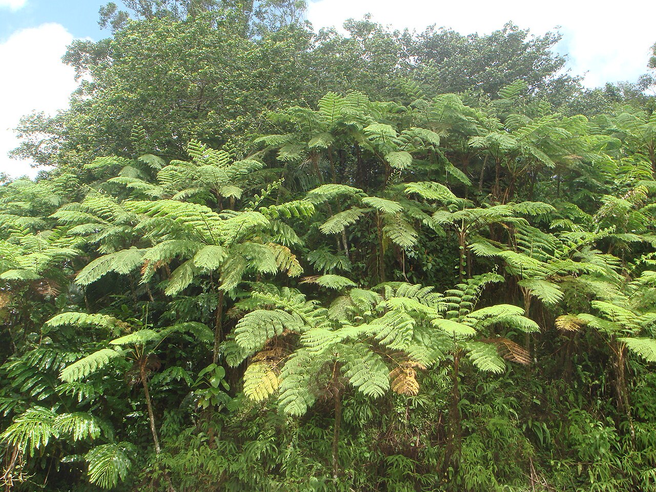 West Indian treefern: Helecho gigante ( Cyathea arborea ), Bosque Pluvial El Yunque, Puerto Rico.