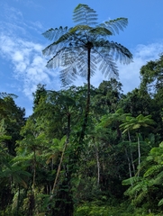West Indian treefern (Cyathea arborea)
