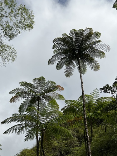 West Indian treefern (Cyathea arborea)
