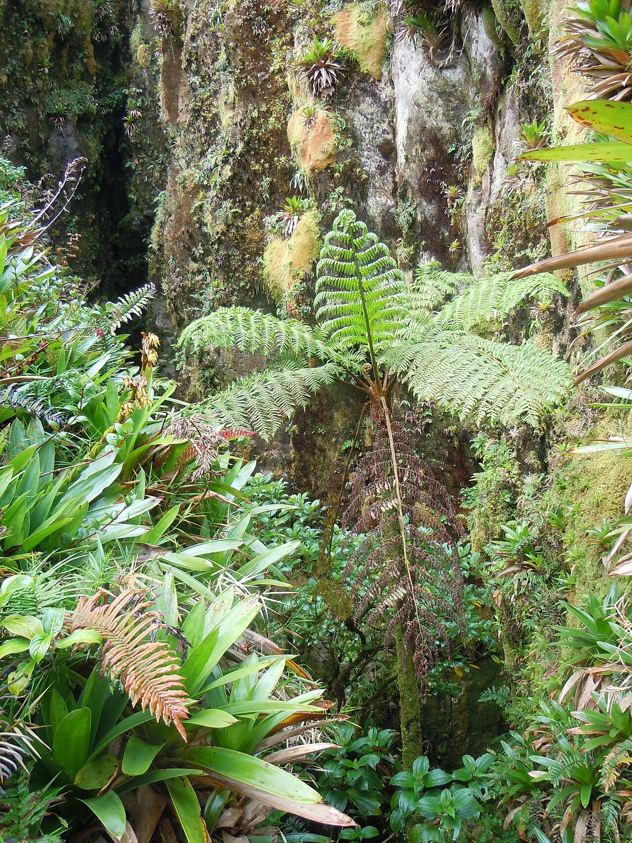 West Indian treefern: Cyathea arborea -La Soufrière-Guadeloupe