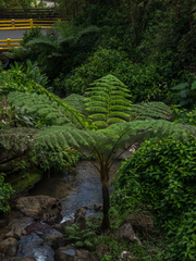 West Indian treefern (Cyathea arborea)