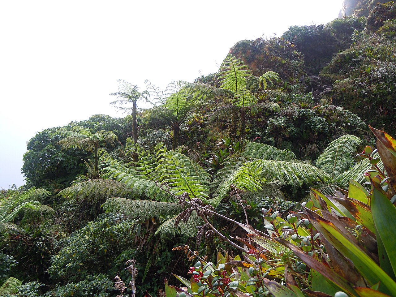 West Indian treefern: Cyathea arborea -La Soufrière-Guadeloupe